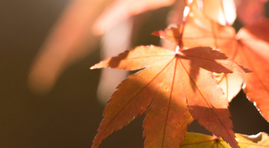 Looking after your eyes this autumn